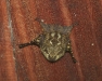 crpixaj 007.jpg